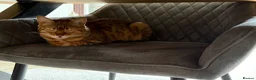 Mixed Breed cats for adoption: ❤️🐱 ROSIE – A LITTLE BENGAL SHADOW in Ashtead - Advert 9