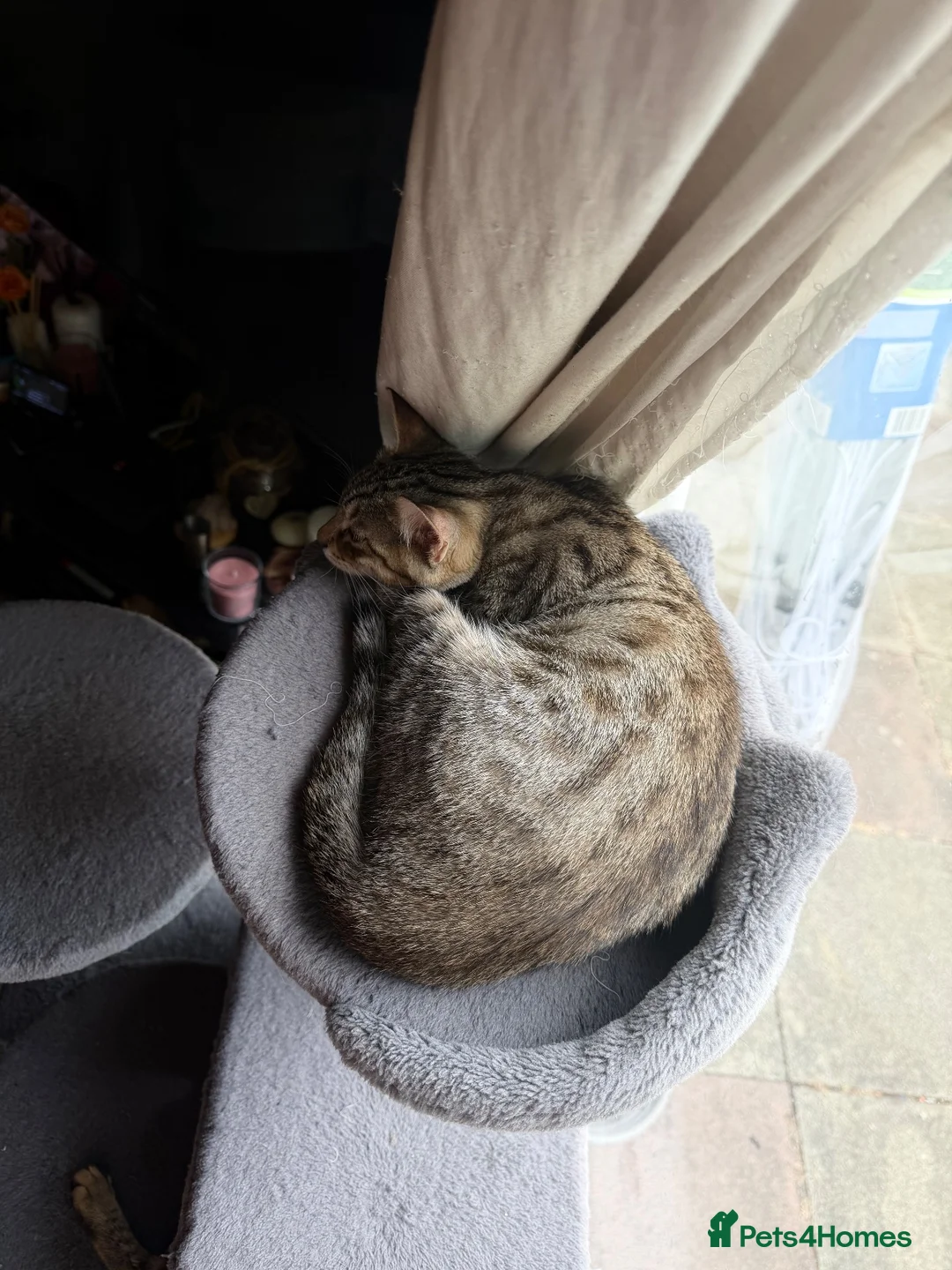 Mixed Breed cats for sale: savanna cross kitten - Advert 4