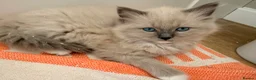 Ragdoll cats for sale: Beautiful ragdoll babies! 😻😻😻 - Advert 10