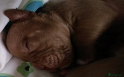 Mixed Breed dogs for sale: 4 beautiful pocket bully/mixed - Image 23
