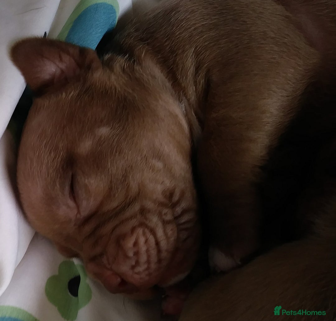 Mixed Breed dogs for sale: 4 beautiful pocket bully/mixed - Image 23