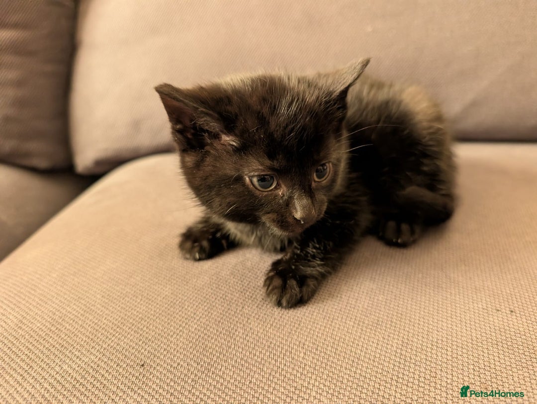 Domestic Shorthair cats for sale: Adorable domestic shorthair kittens, ready to go - Advert 11