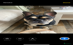 French Bulldog dogs for sale: Need to rehome 7 years old French bulldog asap  - Image 2