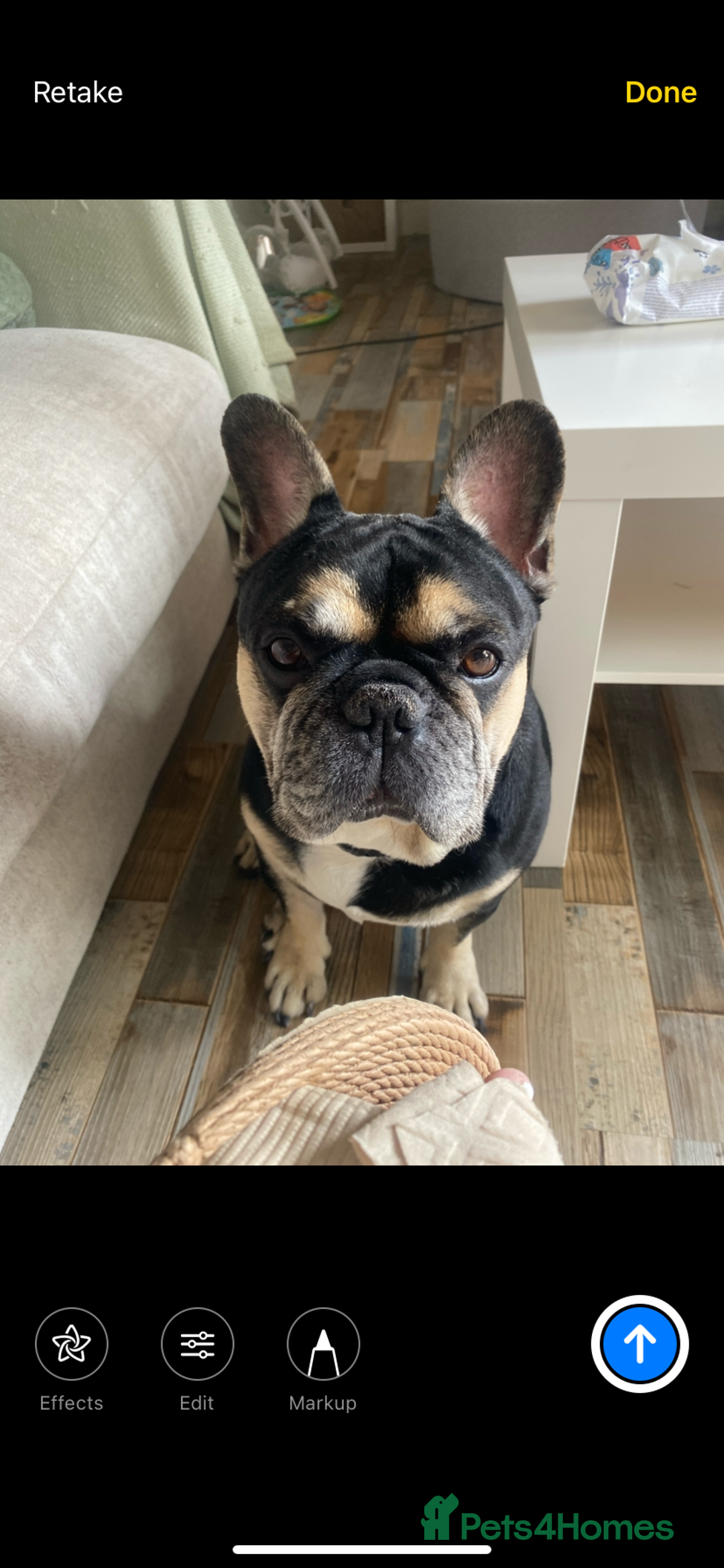 French Bulldog dogs for sale: Need to rehome 7 years old French bulldog asap  - Image 2