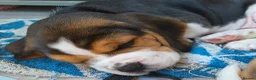 Beagle dogs for sale: Beautiful Beagle Puppies – Ready Now! - Advert 17