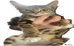 Bengal cats for sale: 🌟 Stunning Male Bengal Kittens – 3 Months Old 🌟 - Image 5