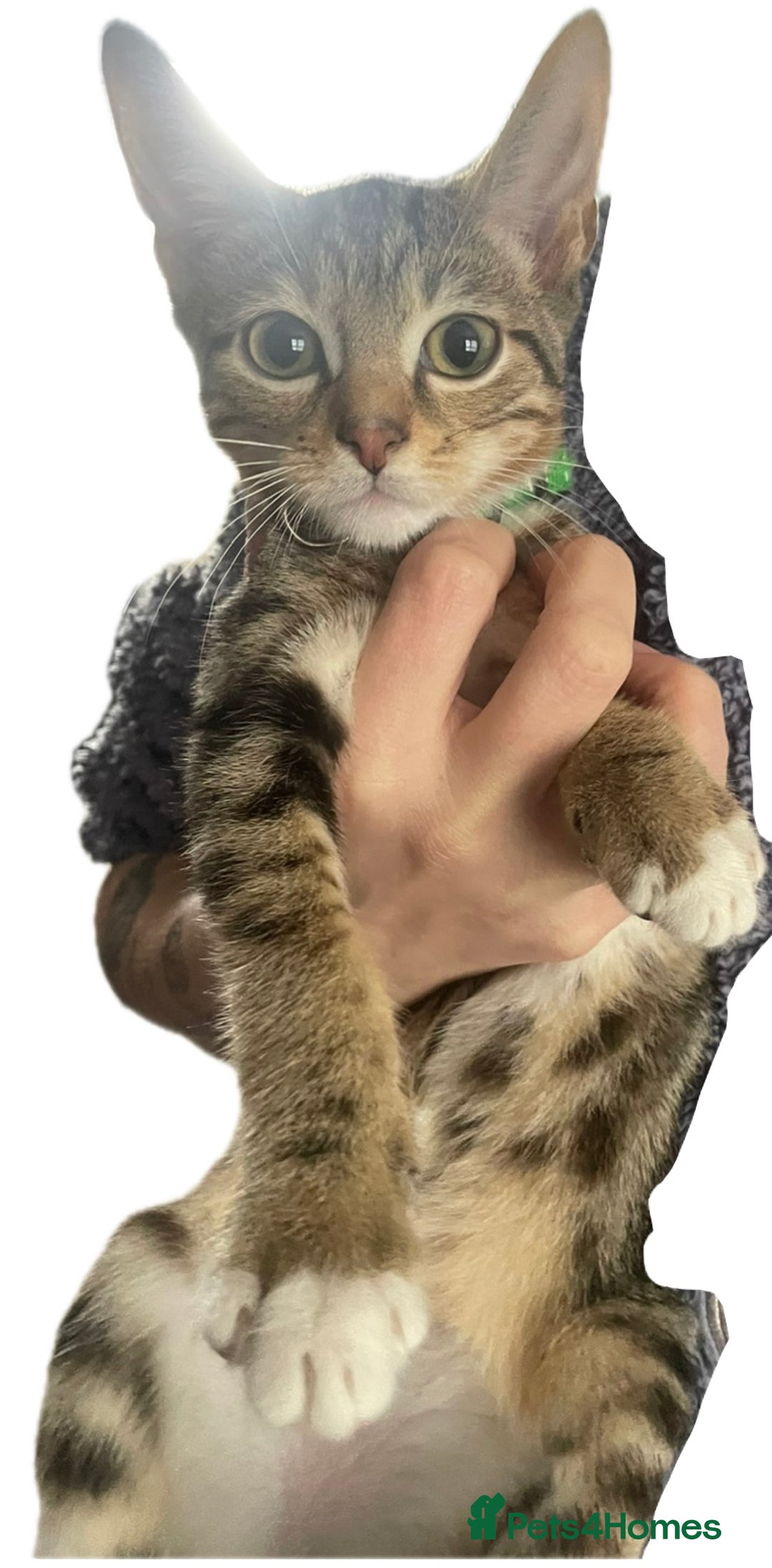 Bengal cats for sale: 🌟 Stunning Male Bengal Kittens – 3 Months Old 🌟 - Image 5