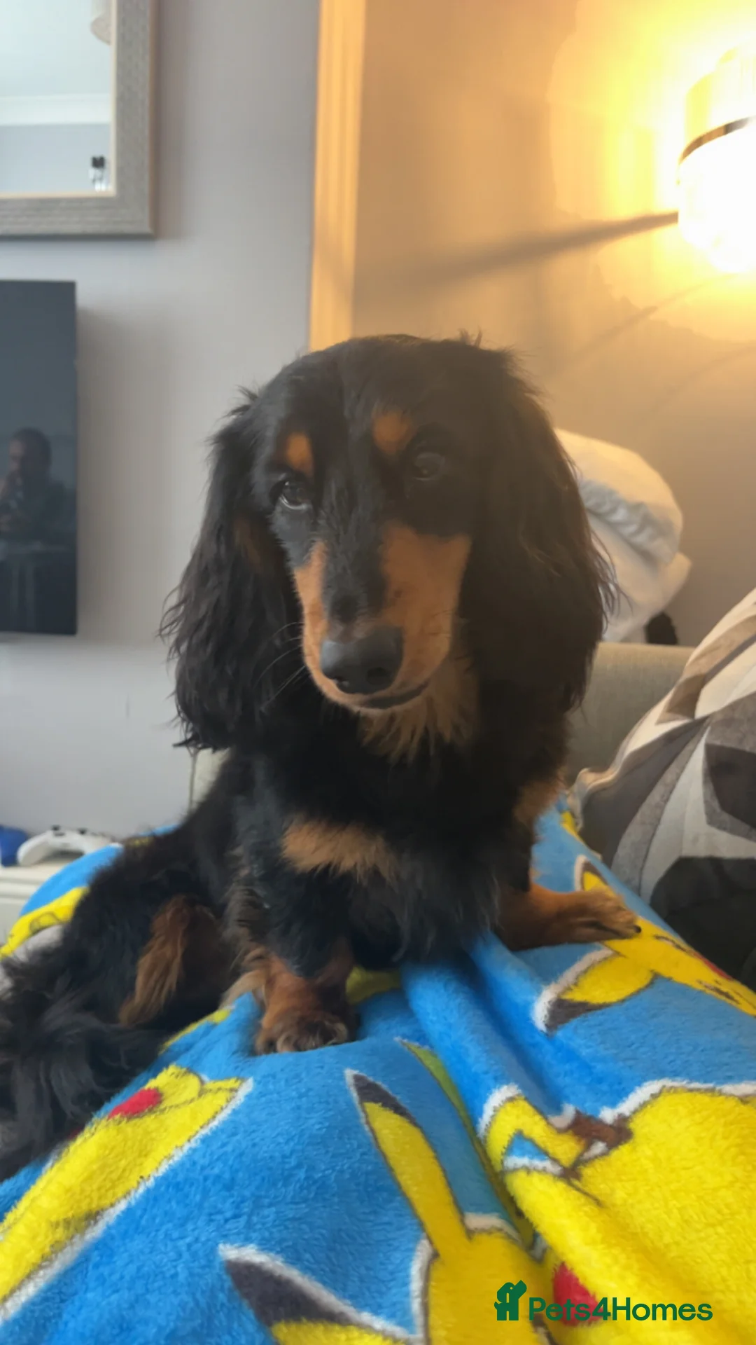 Miniature Dachshund dogs for stud: Long haired Black and Tan miniature daschund  - Advert 5