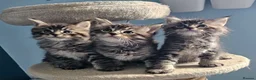 Ragcoon cats for sale: Ragcoon - Advert 3