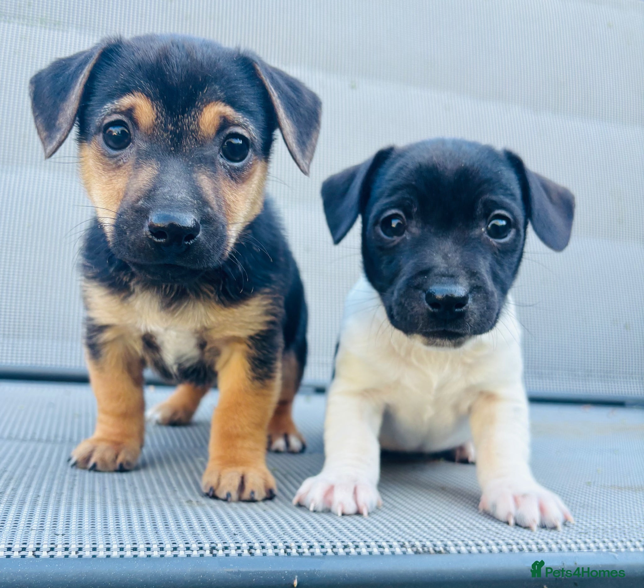 Jack Russell dogs Beautiful Jack Russell babies, ready now  - Advert 3