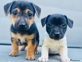 Jack Russell dogs Beautiful Jack Russell babies, ready now - Advert 3