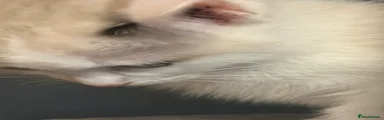 Ragdoll Kitten 3