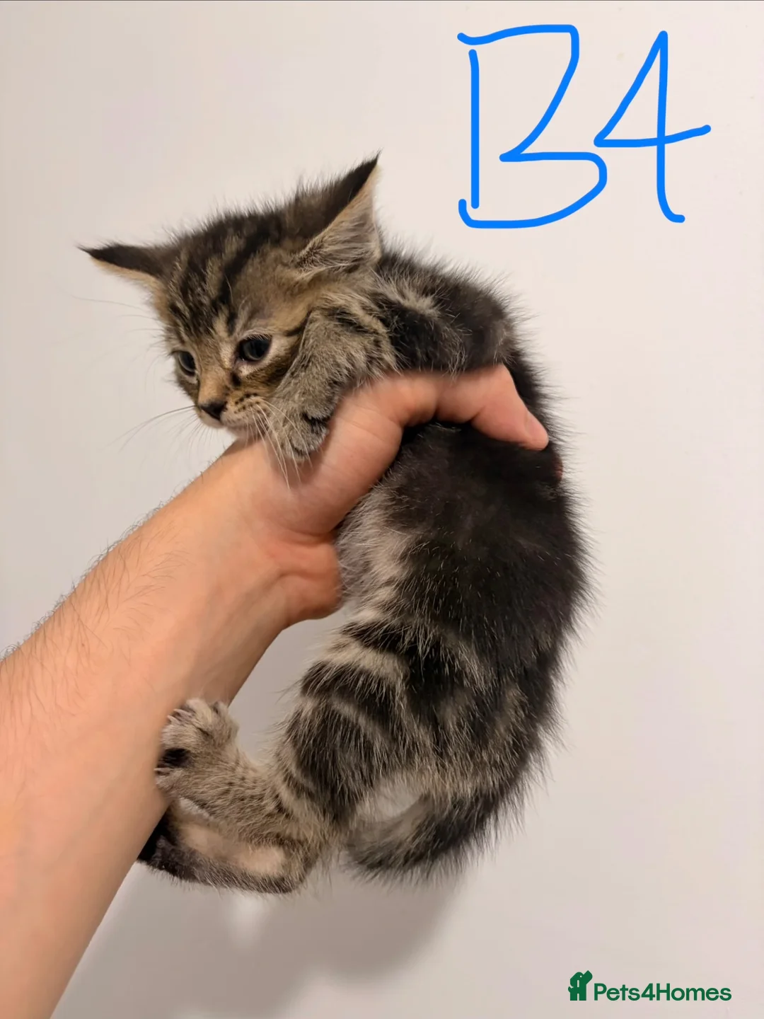 Mixed Breed cats for sale: ⭐ 5 Gorgeous Siberian x Bengal x BSH Kittens ⭐ in Coventry - Advert 18