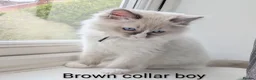 Ragdoll cats for sale: TICA registered Ragdoll kittens  in Bracknell - Advert 28