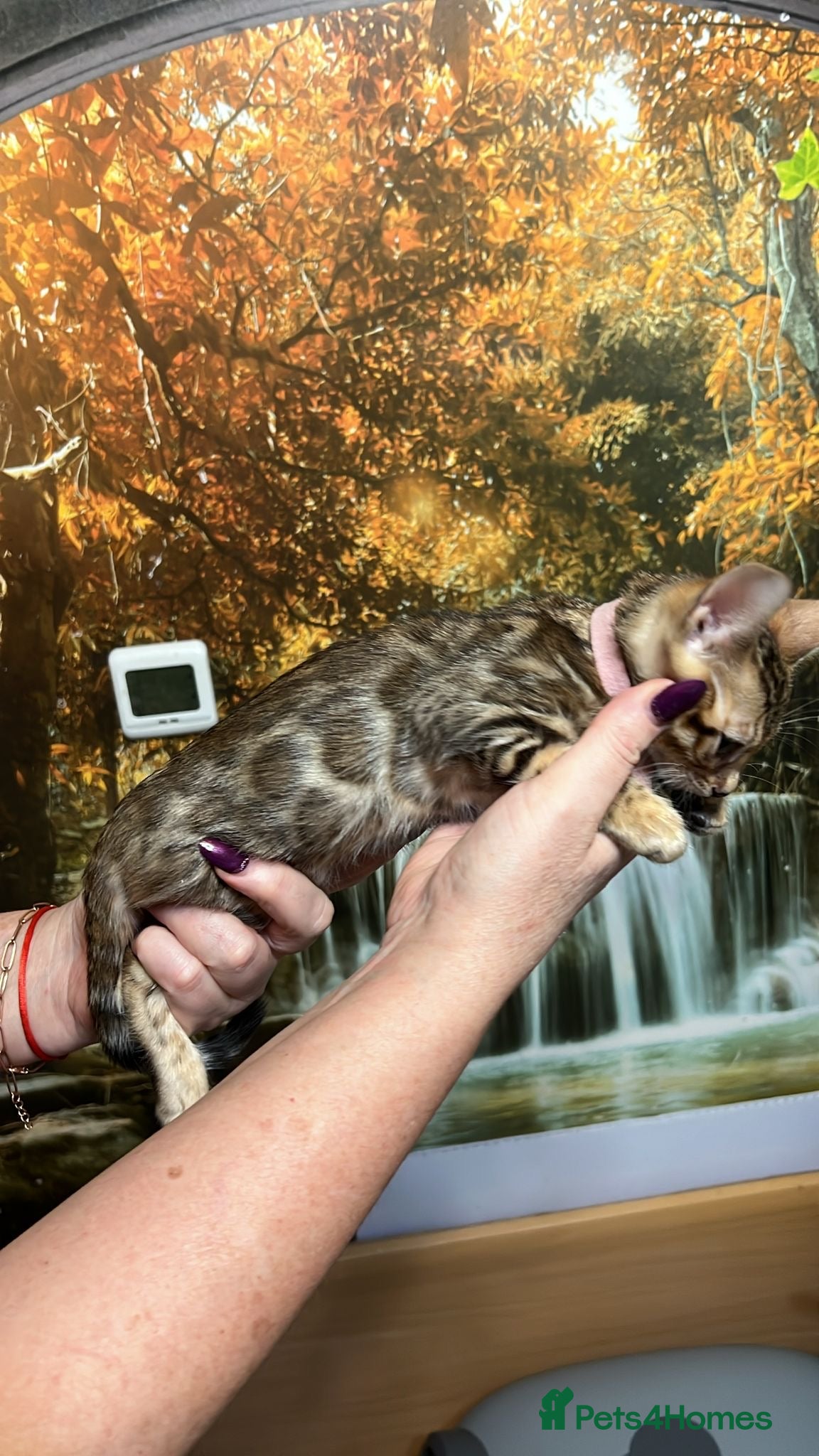 Bengal cats Pure Bengal kittens for sale  - Advert 6