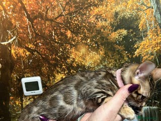 Bengal cats Pure Bengal kittens for sale - Advert 1