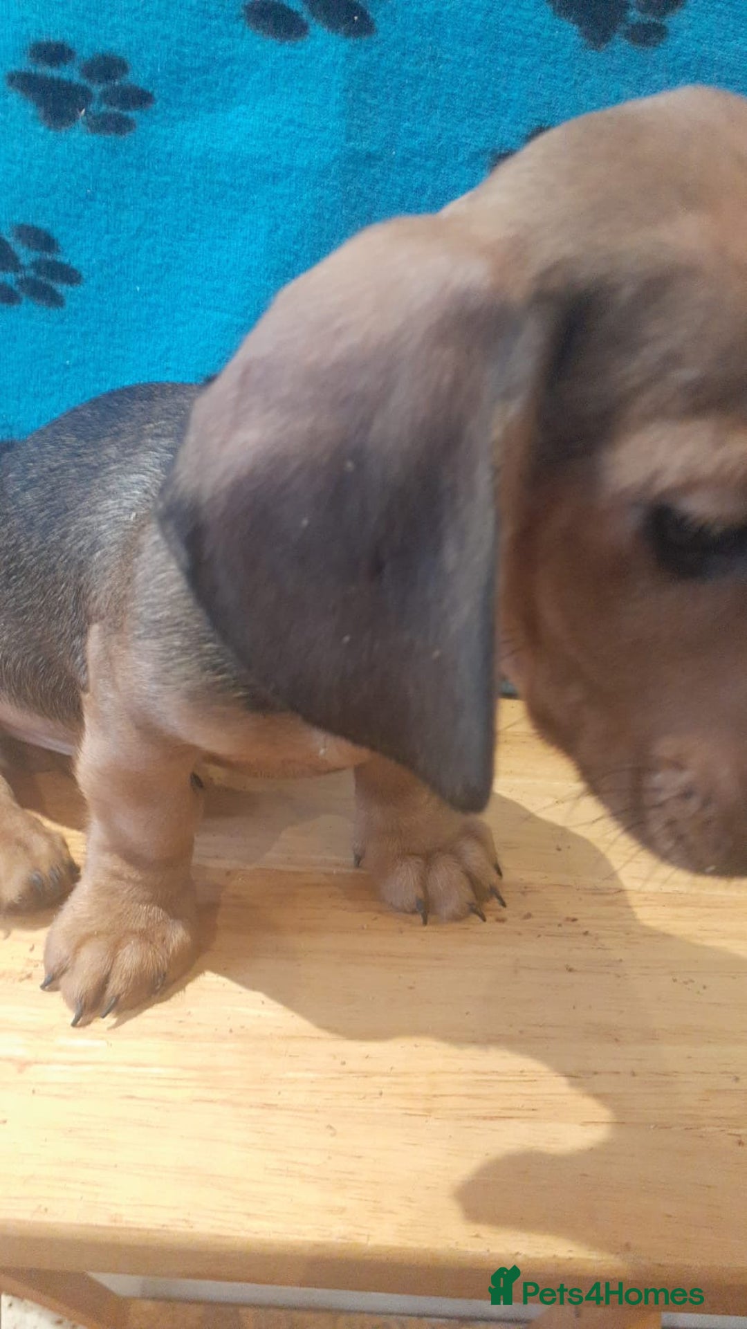 Miniature Dachshund dogs for sale: Gorgeous Miniature dachshund ready now - Advert 10