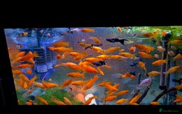 Killifish fish for sale: the fish that are in the photo Read the descriptio - Image 8