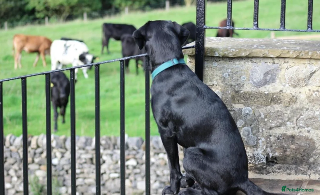 Labrador Retriever dogs for stud: Stud Available: KC Registered Black Labrador Stud - Advert 2