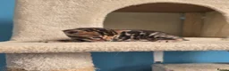 Bengal cats for sale: TICA Registered Stunning Bengal Kittens  - Advert 14