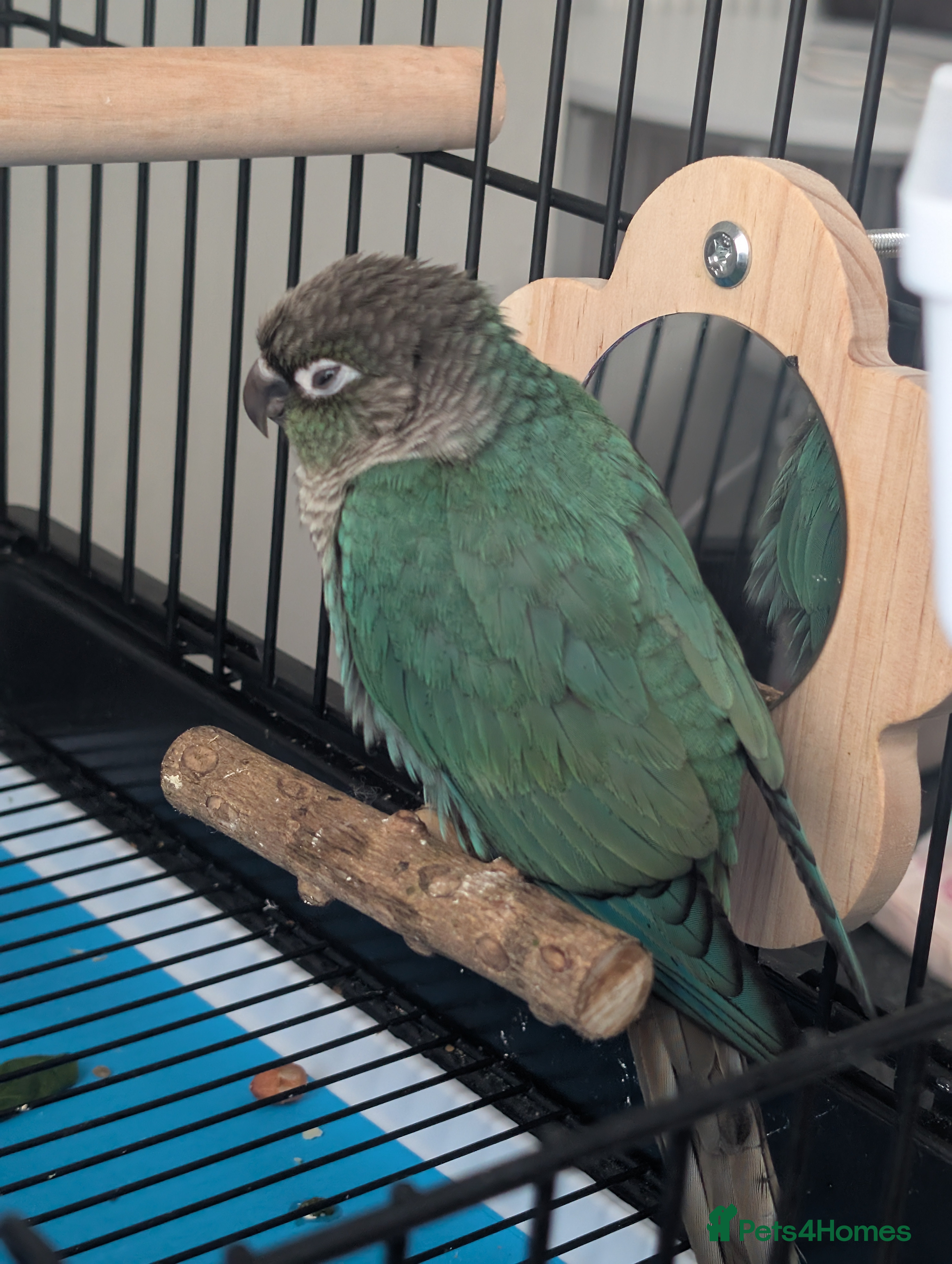 Conures birds Turquoise conure parrot  - Advert 10