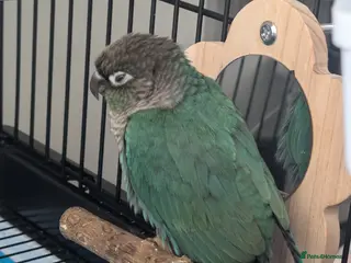 Conures birds Turquoise conure parrot - Advert 10