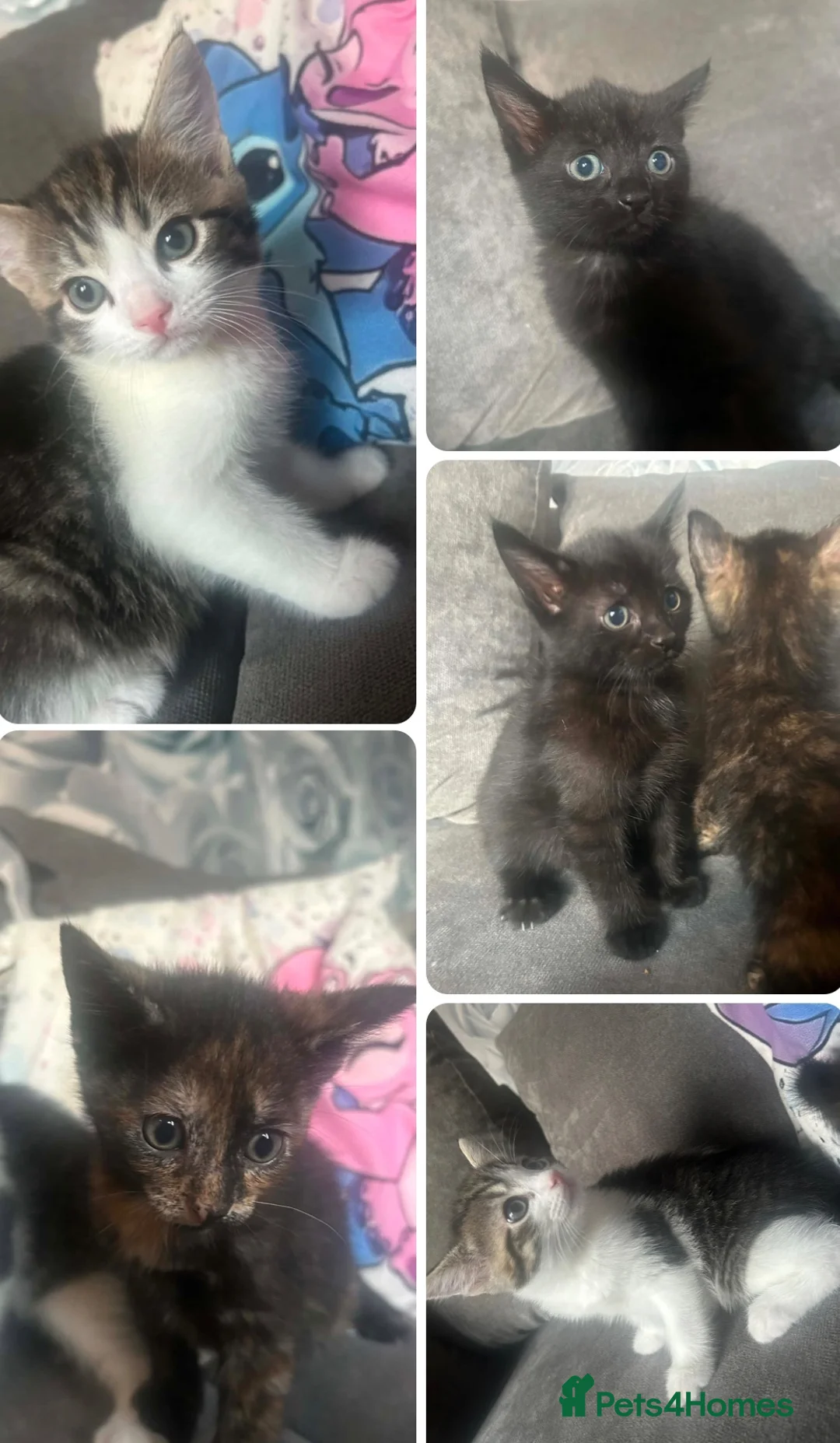 Mixed Breed cats for sale: 3 gorgeous female kittens  - Advert 2