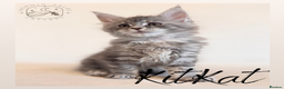 Maine Coon cats for sale: High Smoke, Smoke & Tabby Maine Coons - Advert 20