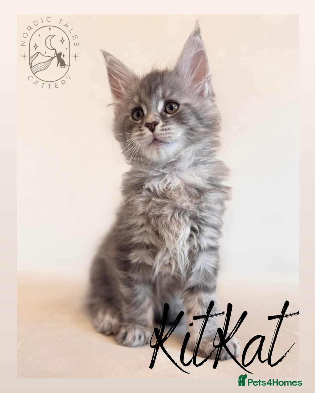 Maine Coon cats for sale: High Smoke, Smoke & Tabby Maine Coons - Advert 20