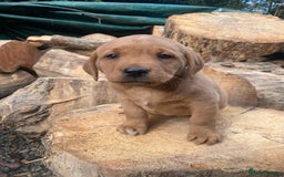 Labrador Retriever dogs for sale: Red labrador puppies - Image 11
