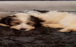 Mixed Breed dogs for sale: Puppy 11 weeks old need a new ASAP - Image 2