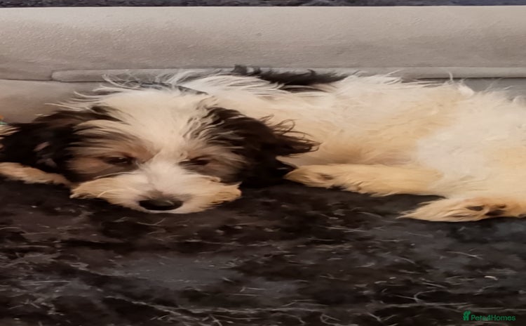 Mixed Breed dogs - Advert 7