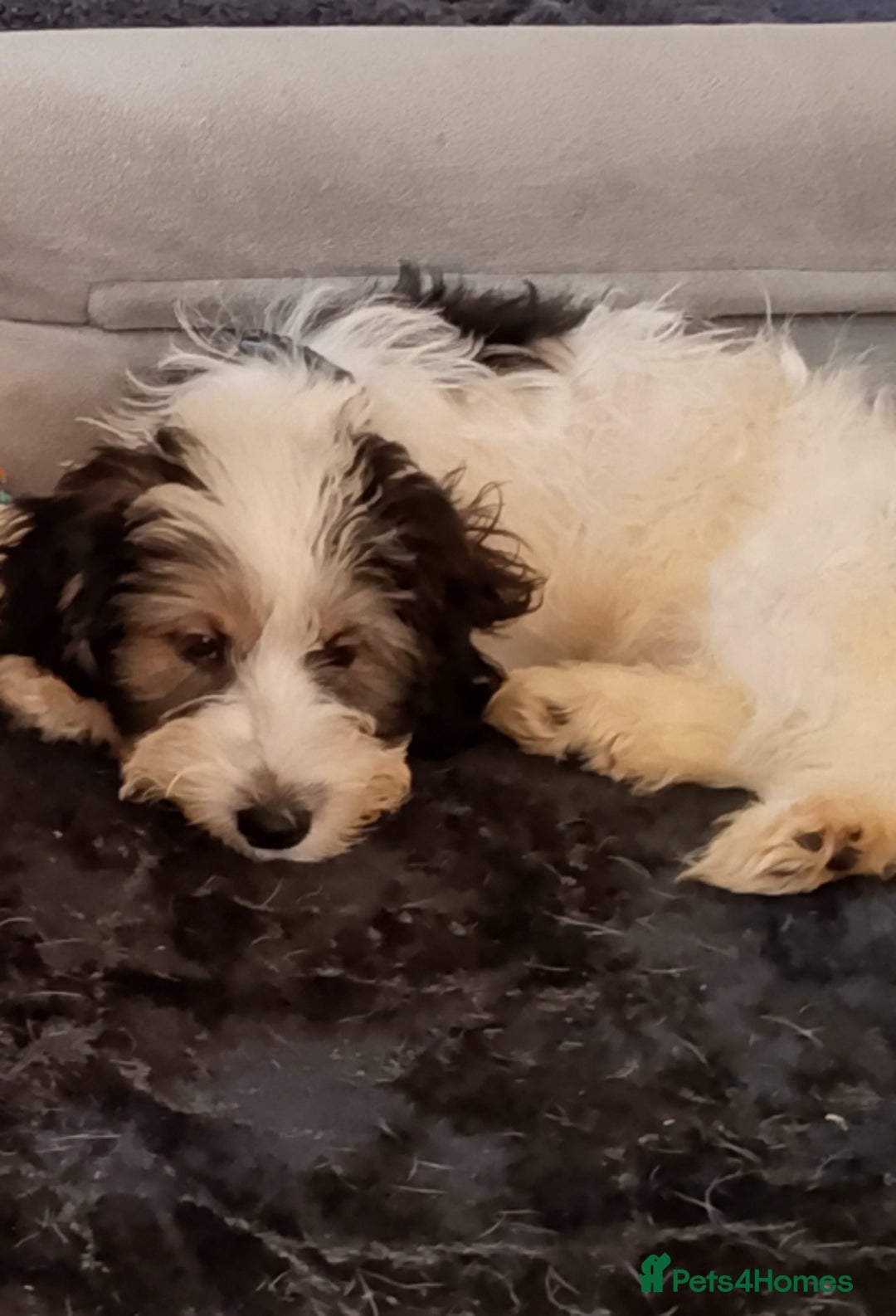 Mixed Breed dogs for sale: Puppy 11 weeks old need a new ASAP - Image 2