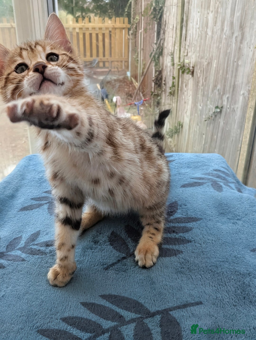 Bengal cats for sale: Bengal Kittens Purebreed Ready to Leave - Advert 6