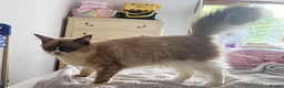 Ragdoll cats for sale: 4 Beautiful and Playful Ragdolls - Advert 13
