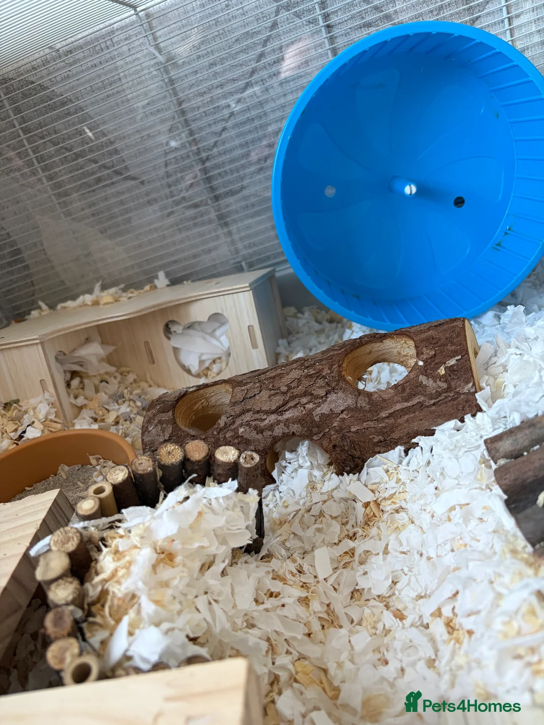 Hamster rodents for sale: hamster for adoption  - Advert 8