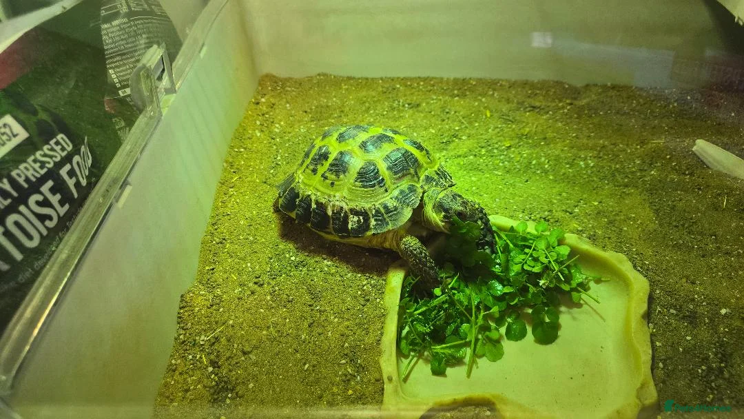 Tortoise reptiles for sale: Free to a careful new owner in Beckenham - Advert 4