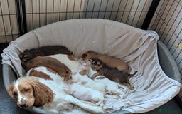 Cocker Spaniel dogs for sale: Beautiful cocker spaniel pups  - Image 13
