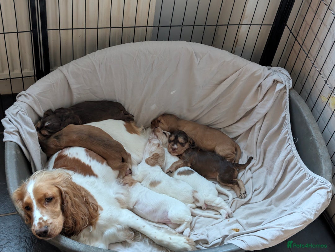 Cocker Spaniel dogs for sale: Beautiful cocker spaniel pups  - Image 13