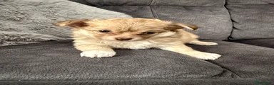 Chihuahua 4