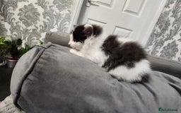 Mixed Breed cats for sale: Beautiful X Mainecoon babies  - Image 11