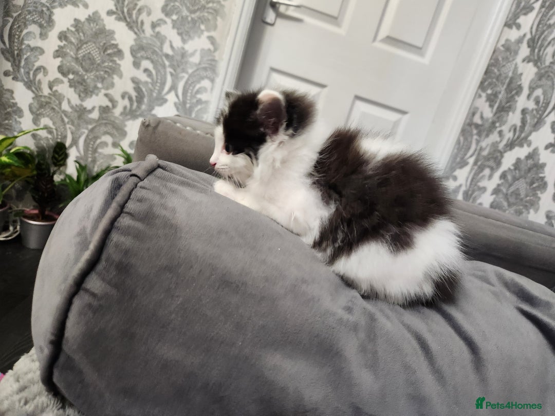 Mixed Breed cats for sale: Beautiful X Mainecoon babies  - Image 11