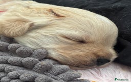 Mixed Breed dogs for sale: Westiepoo Pups For Sale - Image 10