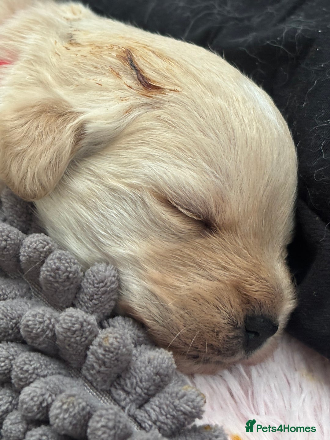 Mixed Breed dogs for sale: Westiepoo Pups For Sale - Image 10