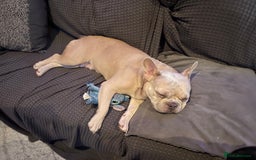 French Bulldog dogs for sale: Two beautiful boys - Image 7