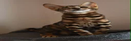 Toyger cats for sale: STUNNING WILD LOOKING TOYGER PEDIGREE CUBS - Advert 27