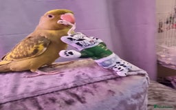 Ringnecks birds for sale: Beautiful female ringneck  - Advert 6