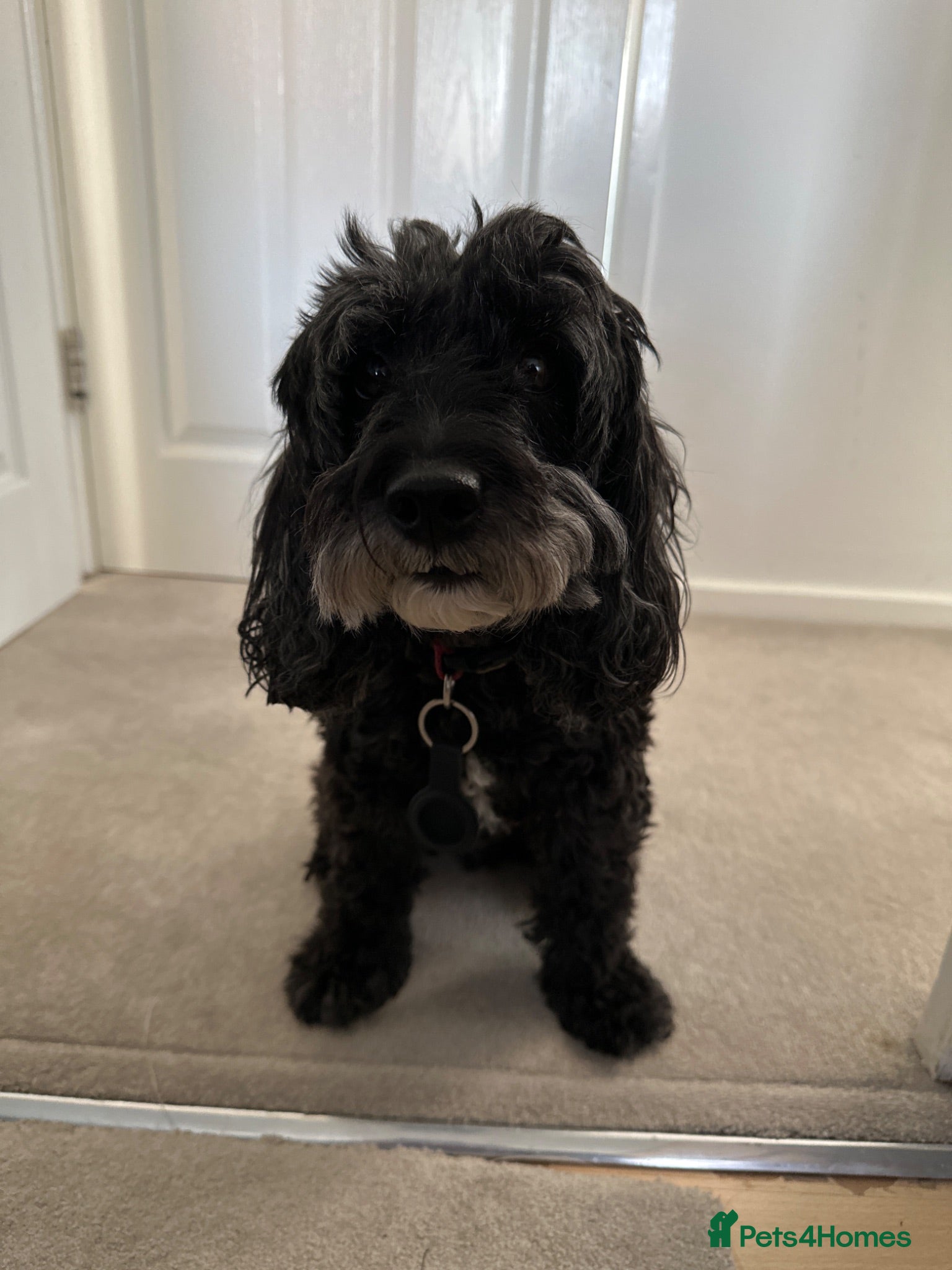 Cavapoo dogs 6 yr old Cavapoo boy - Advert 17