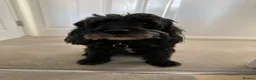Cavapoo dogs for sale: 6 yr old Cavapoo boy - Advert 1