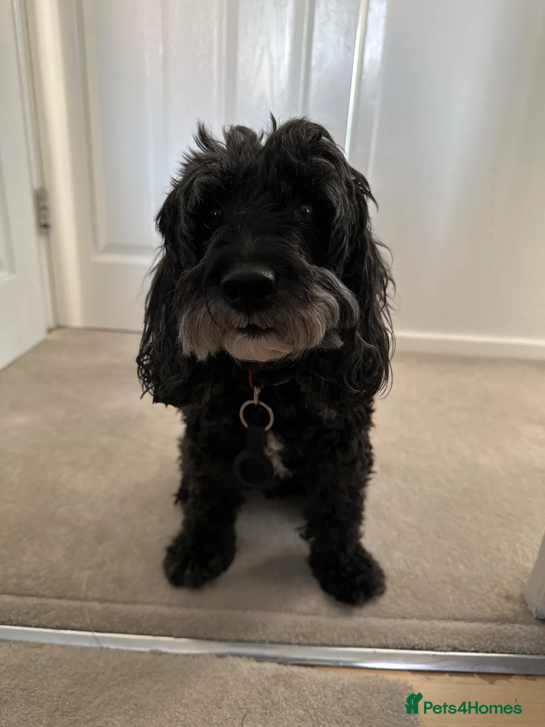 Cavapoo dogs for sale: 6 yr old Cavapoo boy - Advert 1